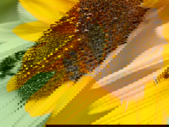 Het wonderlijke leven van de bij