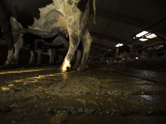 EU keurt door Nederland gewenste 'gerecyclede' mest als kunstmestvervanger goed