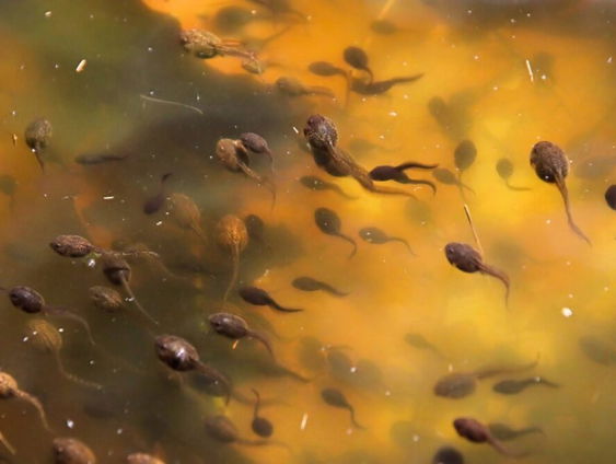 Waarom het goed nieuws is als je kikkervisjes ziet