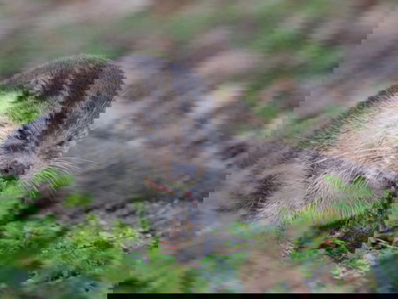 De otter zet voor het eerst poot in de duinen van Meijendel