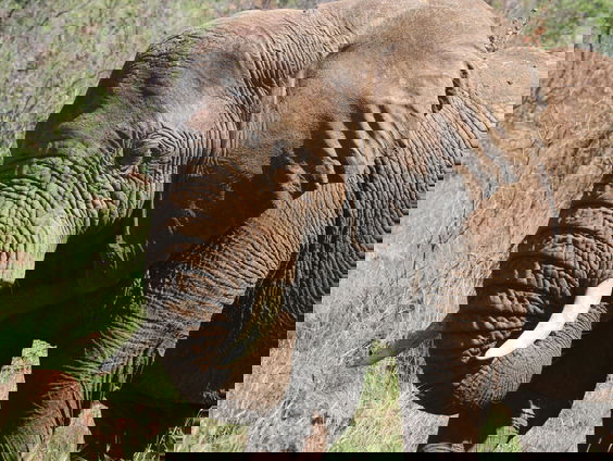 Olifanten in Diergaarde Blijdorp krijgen een testprik tegen het herpesvirus