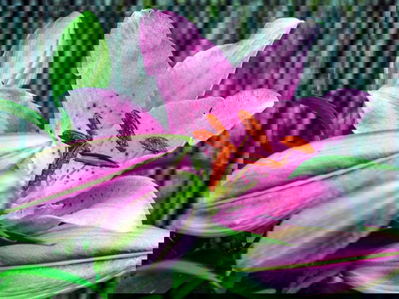 Gif in de lelieteelt verdeelt Drentse gemeenten