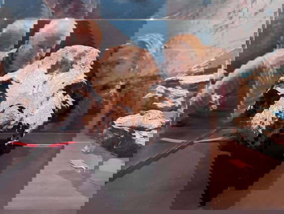 Nieuwe uitgestorven spitssnuitdolfijn voor de wetenschap ontdekt