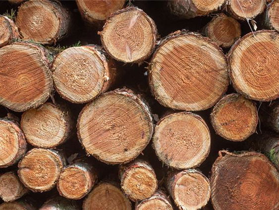 Ontbossing wacht niet: waarom doet Europa dat wel?