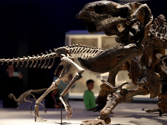 Een nieuwe dinosaurussoort die zo klein was als een kip