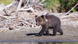 Geredde grizzlywelpen overleven hun vrijlating vak niet