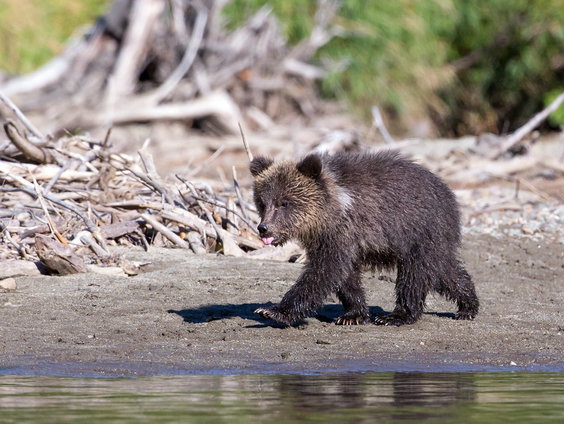 Geredde grizzlywelpen overleven hun vrijlating vaak niet