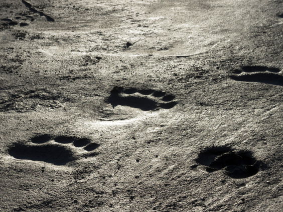 Staat ons een nieuwe ijstijd te wachten?