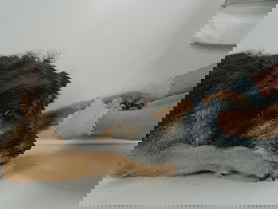 Dierenarts Bert van Toor helpt baasjes voor een lage prijs, nu de tarieven van dierenartsen flink zijn ge ...