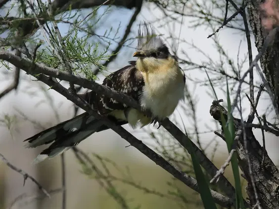 De koekoek zorgt beter voor zijn jongen dan we dachten