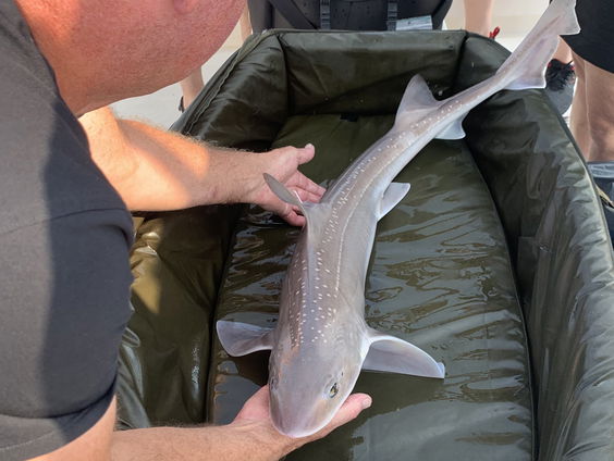 Onderzoekers willen beschermingsmaatregelen voor de haai