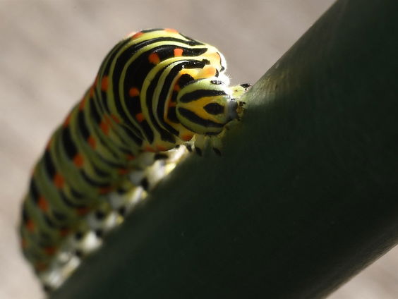 Hoe filmmaker Pim Zwier gefascineerd raakte door de rups