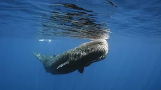 De taal van potvissen