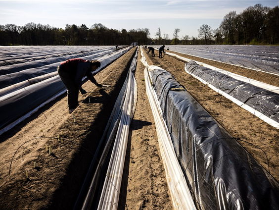Stand.nl: 'Nederland moet arbeidskrachten uit Azië en Afrika werven'