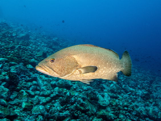 Hoe ziet het sociale leven van een vis eruit?