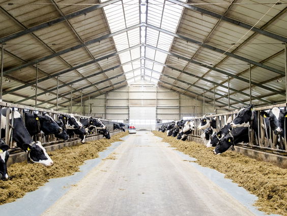 Meerderheid veehouders kan uitbreiden zonder vergunning bij soepelere stikstofregels