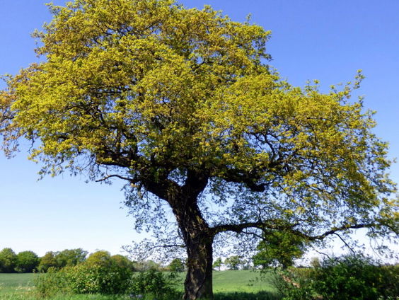 Kappen met bomen slopen