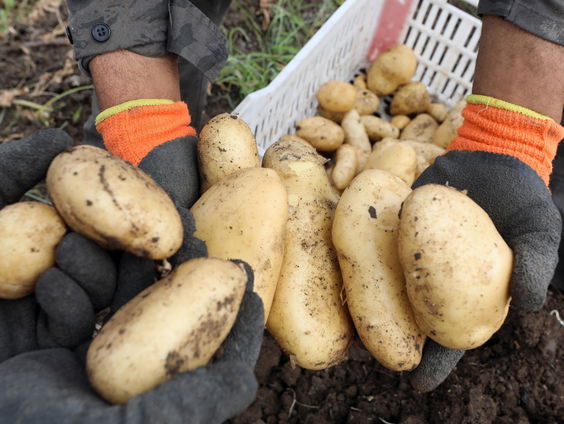 Culinair journalist Jacques Hermus over de kracht van de aardappel