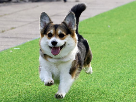 Waarom zijn Nederlanders zo gehecht aan hun hond?