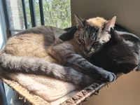 Wat gaat er om in het brein van een kat?