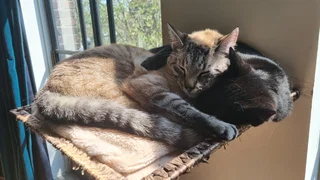 Wat gaat er om in het brein van een kat?