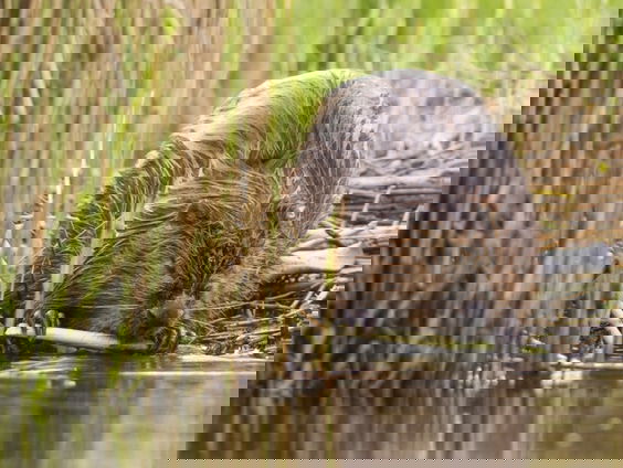 Wildernis in eigen land van Jeroen Helmer | Nominatie Natuurboekenprijs 2025