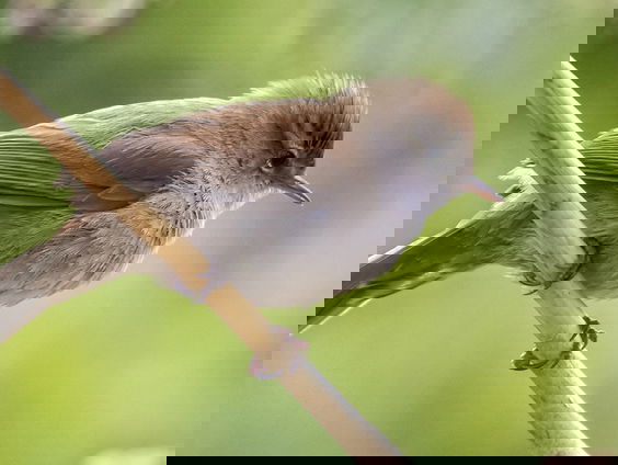 De cetti's zanger zingt als een explosieve Italiaan | Vogelzangcursus #6