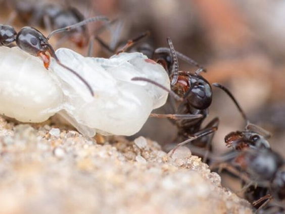 De mierenkolonie als één groot organisme