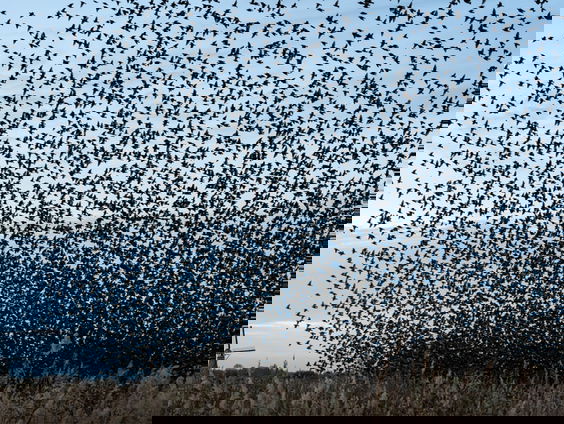 Emmy bewondert twee keer per dag ‘haar’ spreeuwen