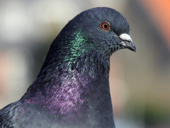Duivendrenkelingen worden gered