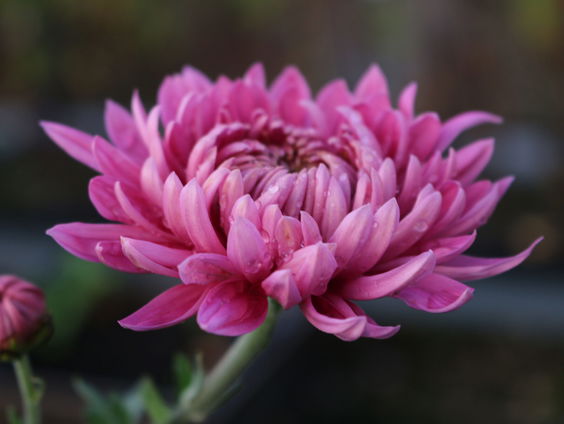 De dag van de Chrysant