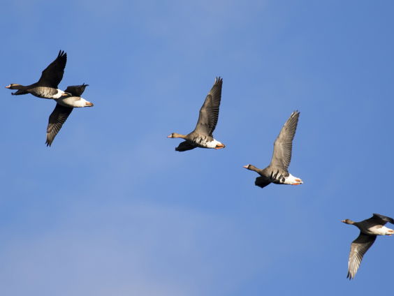 Hoe reageren trekvogels op klimaatverandering?