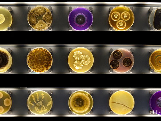 Wat is een microbe nou precies?