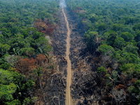 Minder regenwoud gekapt in Braziliaanse Amazone: werkt Lula’s aanpak?