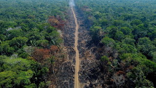 Minder regenwoud gekapt in Braziliaanse Amazone: werkt Lula’s aanpak?