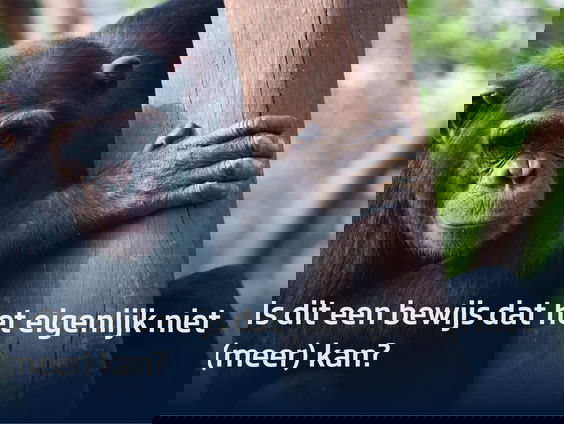 Chimpansee Wouter overlijdt na knokpartij: zijn apenparken nog van deze tijd?