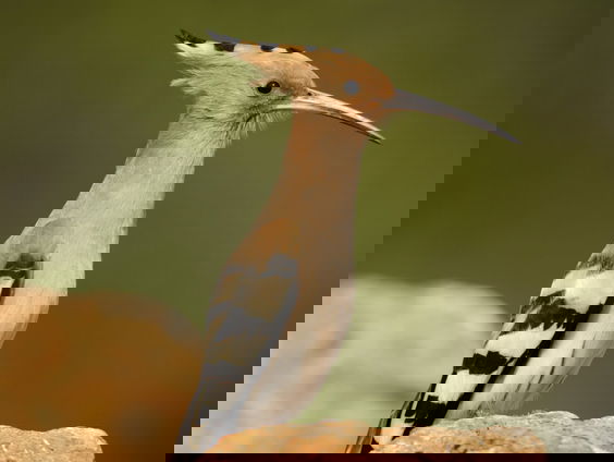 De hop is na jaren weer terug in Nederland!