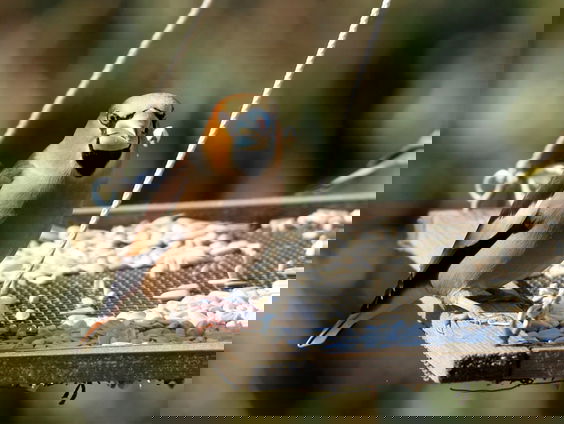 Verantwoord vogels voeren, zonder gif en ziektes