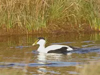 Eider koert op Texel | Nationaal Vogelconcert #2