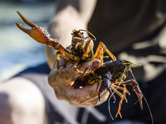 Invasieve exoten eten is goed volgens deze culinair journalist