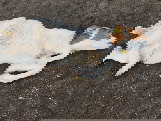 Wakker Dier: kalfjes te jong en te zwak richting vetmesterij