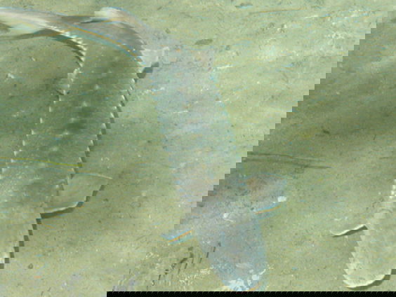 Bob Kreiken zet zich in voor steuren in de Donau