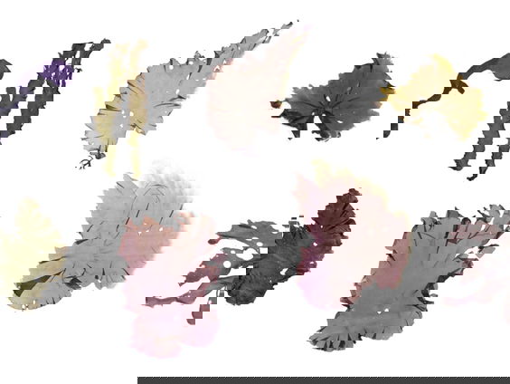 Negen nieuwe purperwieren ontdekt voor Nederland