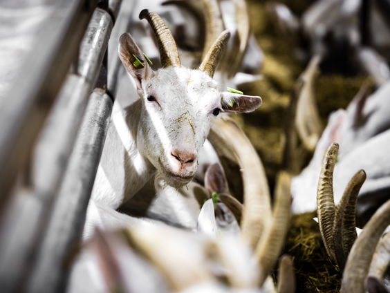 Gezondheidsraad stelt: Nederlandse geitenboerderij moet aangepast om gezondheidsrisico's te voorkomen