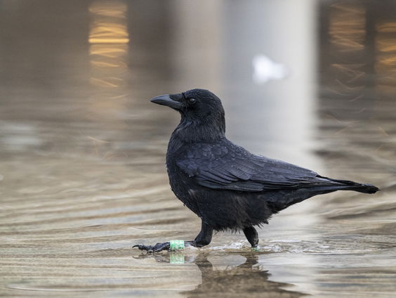 Oppassen geblazen: het broedseizoen van de kraai begonnen