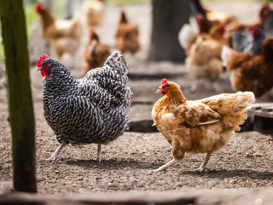 Wormen blijken belangrijkste oorzaak van PFAS in eieren van hobbykip