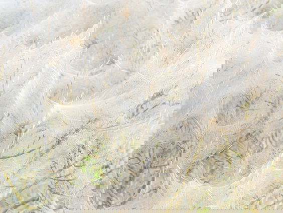 Bomen volledig bedekt met spinsels