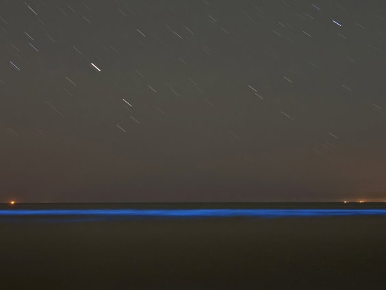 Zeevonk: magisch blauw verlicht water