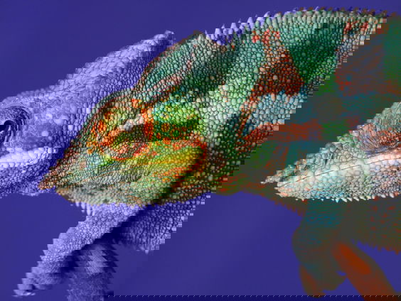 Oog in oog met de kameleon