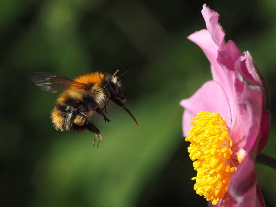 Hommels in de zomer: bezige werksters en darren